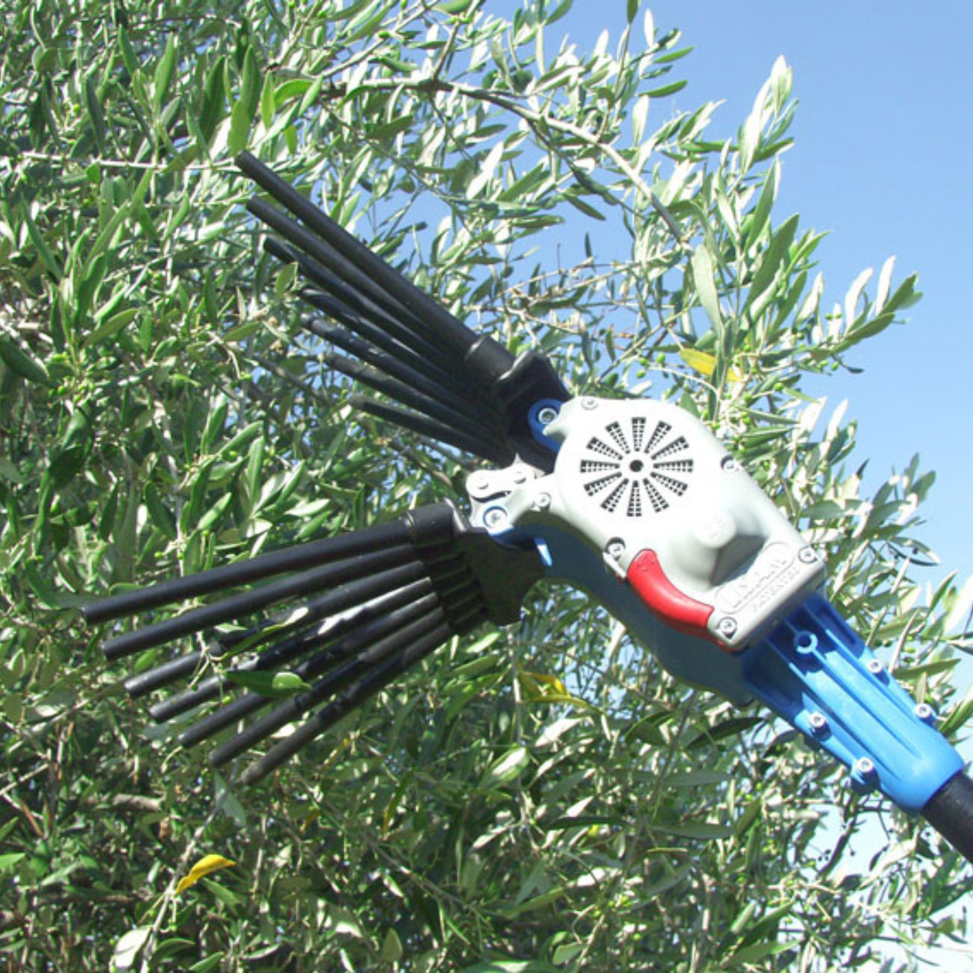 Attrezzatura per raccolta olive