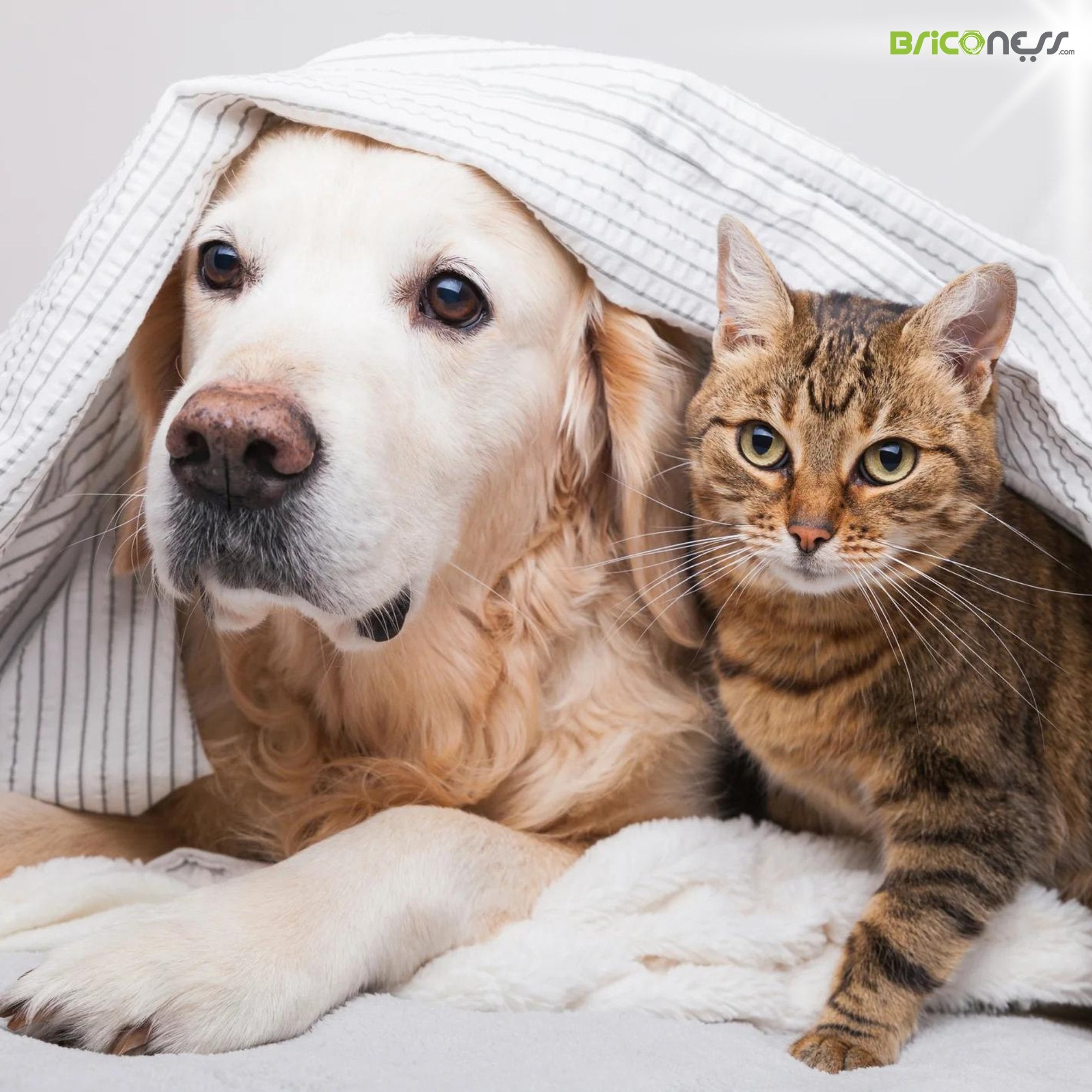 Articoli per Animali Domestici