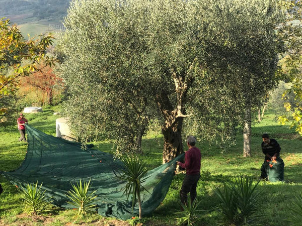 Filet lourd de récolte d'olives anti-épines en feuilles - 6x6 m avec coupe en deux