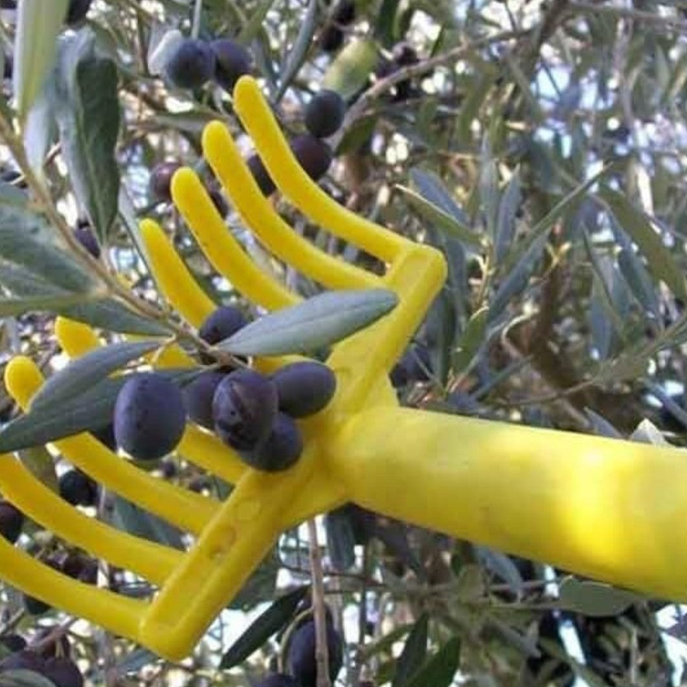 Râteau à olives avec 9 dents en polypropylène