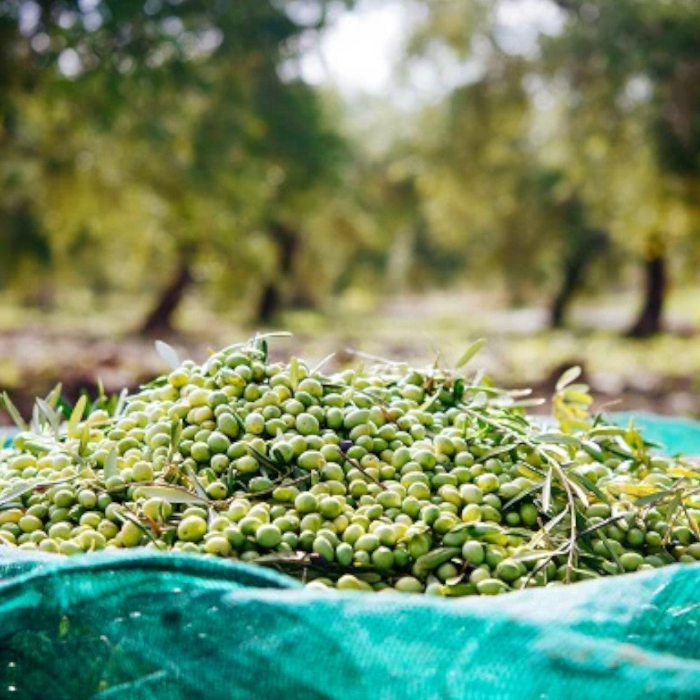 Filet de récolte des olives rouleau 4x250 m avec bords en polyéthylène renforcé