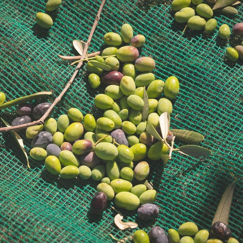 Feuille anti-épines pour la récolte des olives en polyéthylène avec bords renforcés