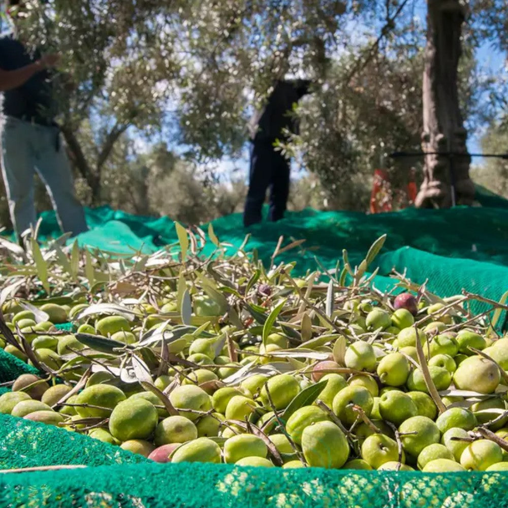 Feuille anti-épines pour la récolte des olives en polyéthylène avec bords renforcés