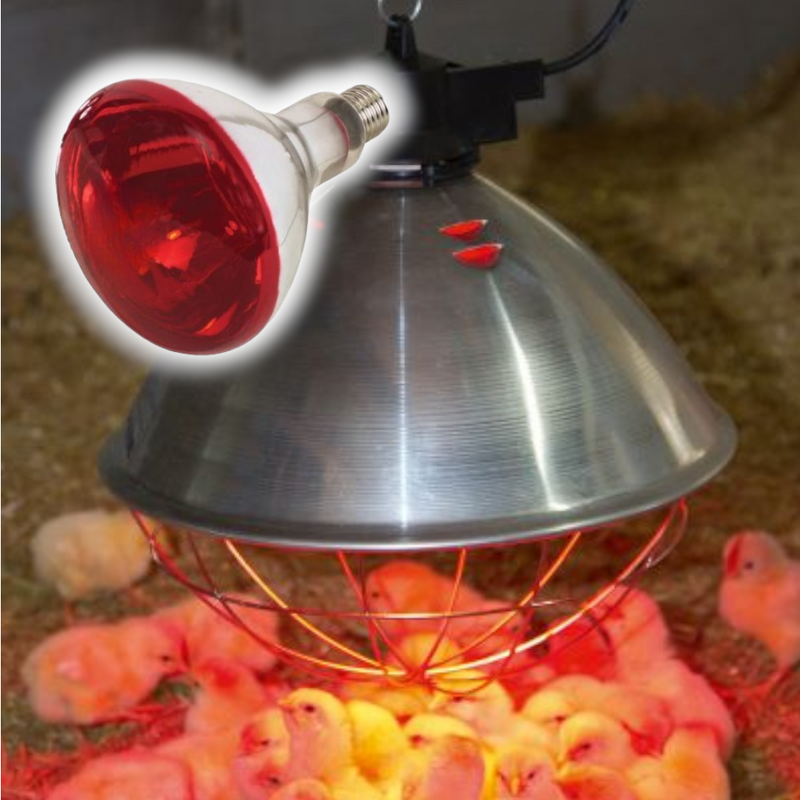 Lampadina 150w infrarossi per allevamento e cura degli animali