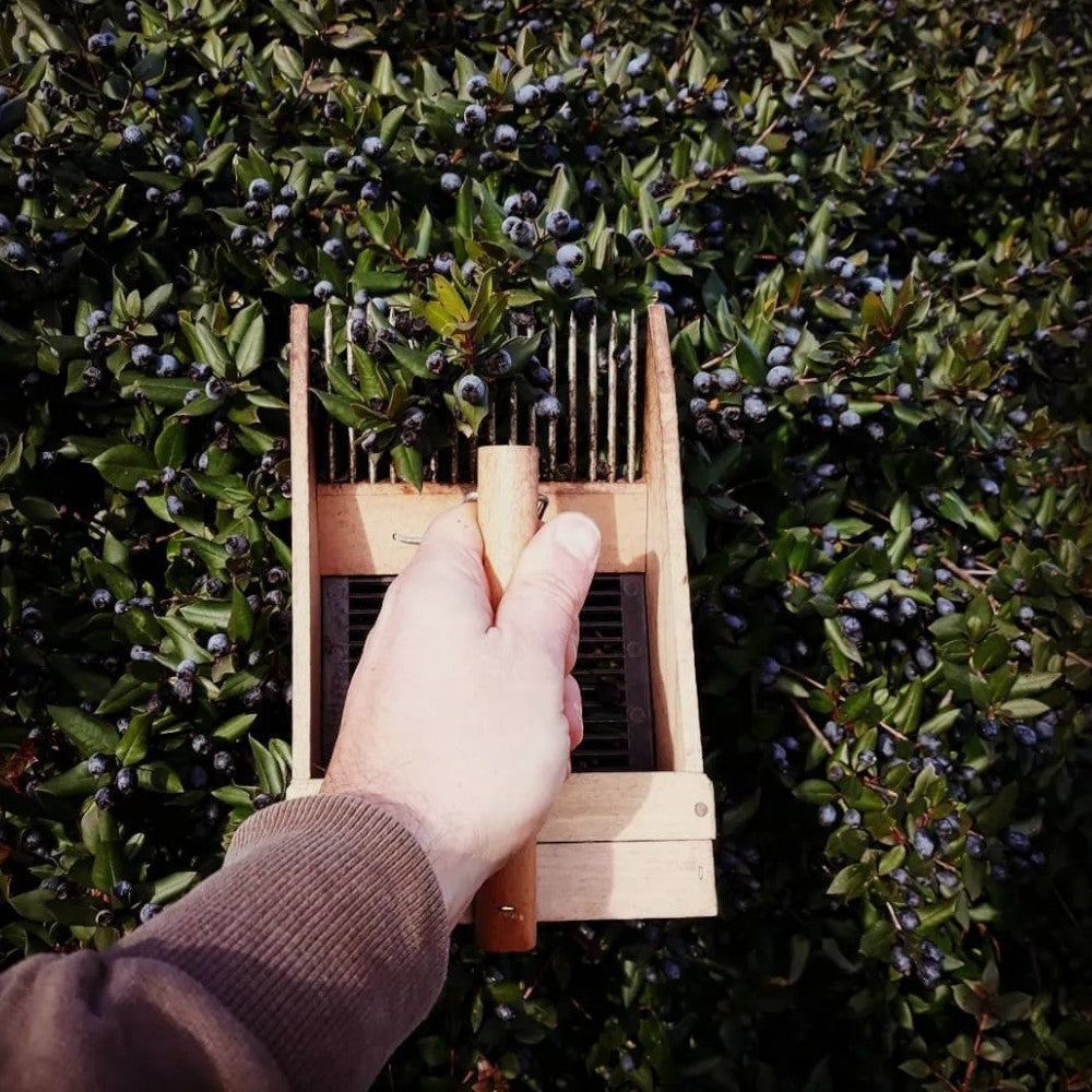 Cueillir des baies et des myrtilles en bois