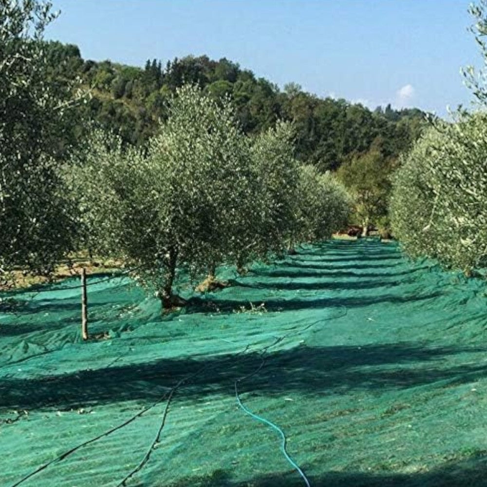Filet lourd de récolte d'olives anti-épines en feuilles - 6x6 m avec coupe en deux