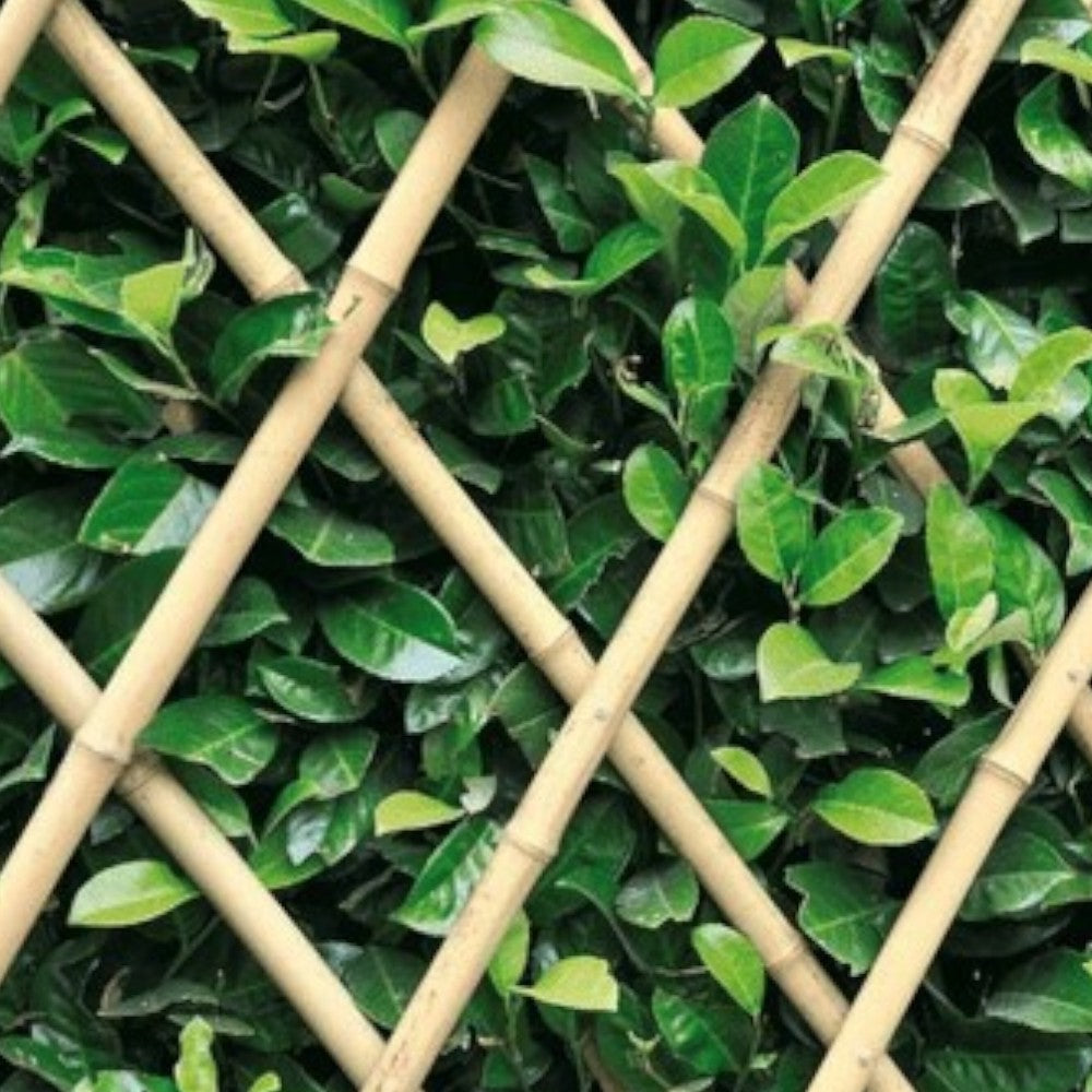 Traliccio in canne di bamboo estensibile per terrazze e balconi