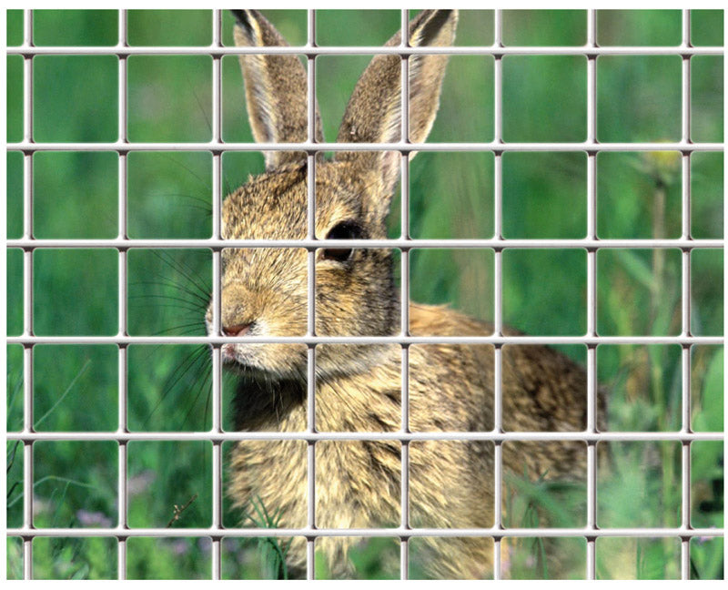 Rete elettrosaldata per recinzione con triplice strato di zinco nella saldatura maglia 25x25 Rotolo 25 mt