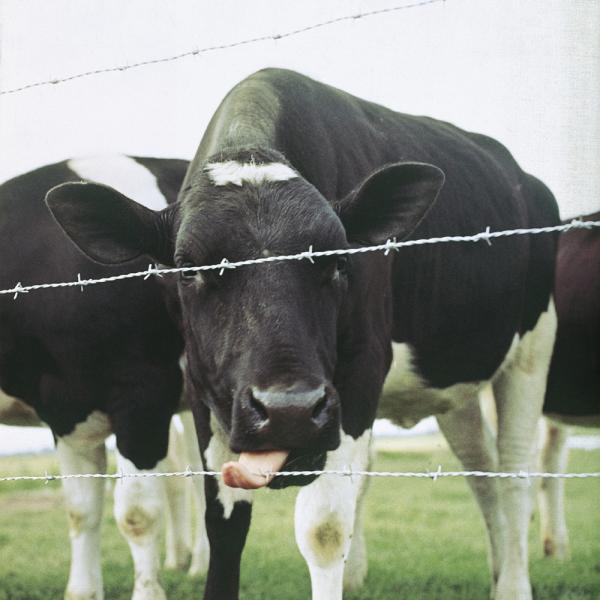 Filo spinato zincato Rotolo 100 mt Diametro filo 1,7 mm x 2 fili