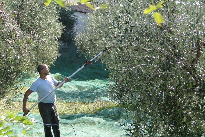 Asta telescopica per scuotitori pneumatici olive