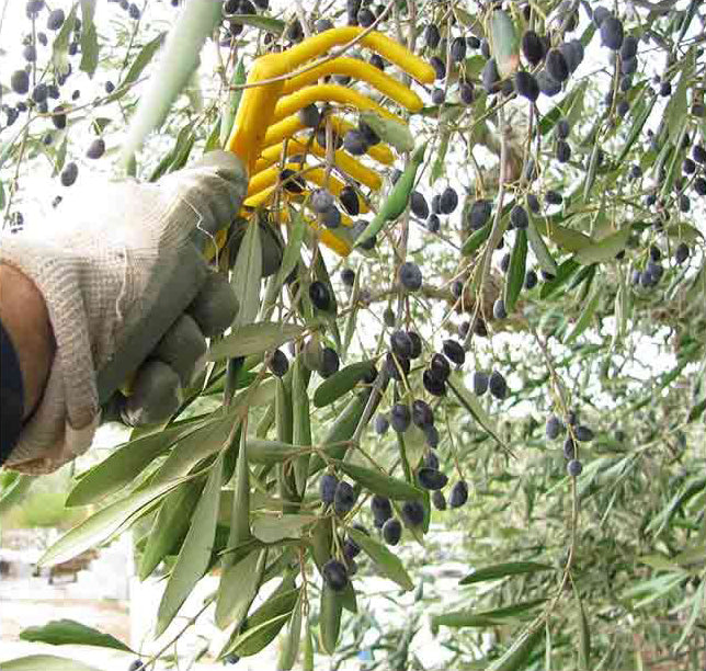 Rastrello manina in plastica per raccolta olive forato per manico