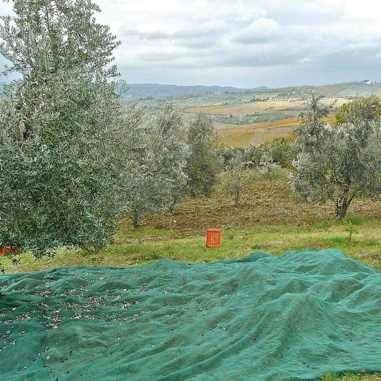Rete per olive rinforzata a teli 4x6 mt tessuto antispina intera occhiellata verde