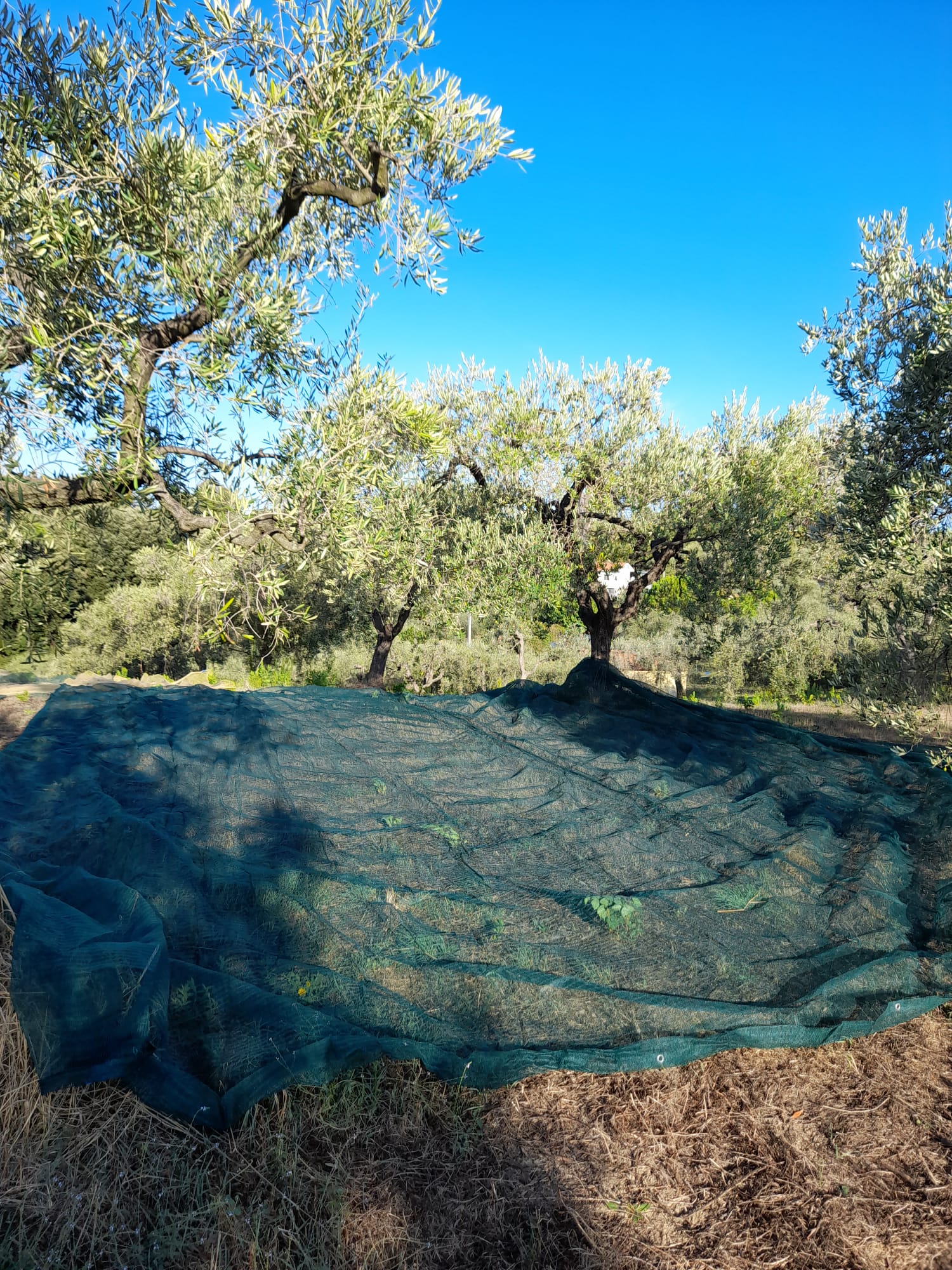 Rotolo rete antispina per raccolta olive 4x50 mt verde brixo