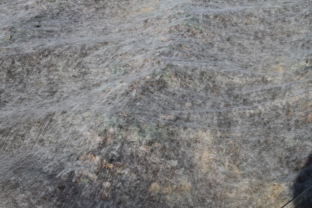 Telo TNT antigelo antibrina rotolo da 250 mt Agrithermo Brixo